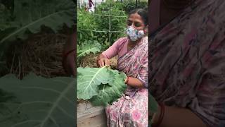 How to Harvest Collard Greens in the Teaching Garden