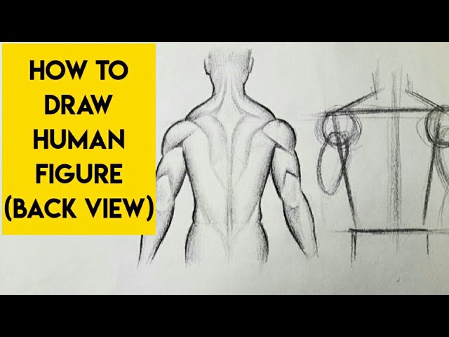 How To Draw The Torso: Back View