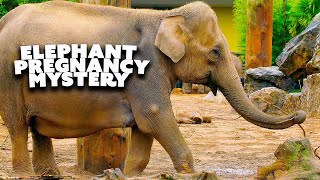 The Longest Elephant Pregnancy Revealed | Nature Bites