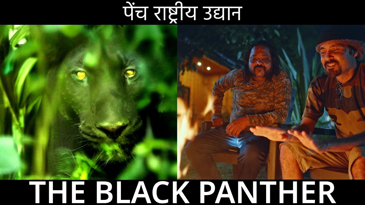 (Мэри) Выслеживаем Черную Пантеру в Пенче — и наконец обнаруживаем ее!