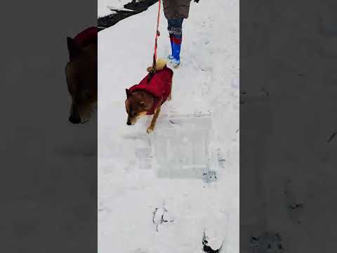 NYC Blizzard Scenes: City Hall Park & Food Trucks