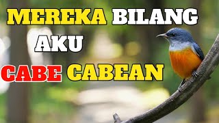 Mengenal Lebih Dekat Burung Kemade atau Cabe Cabean | REVIEW BURUNG BARET MERAH