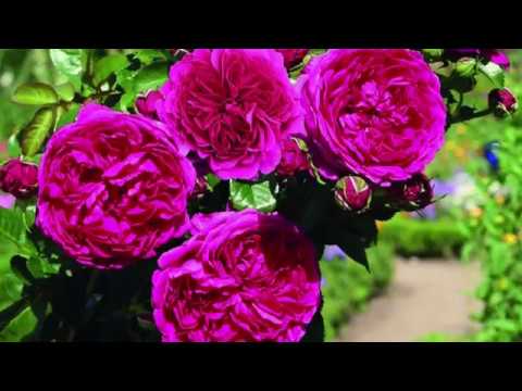 Video: Rose Blomst - Gunstige Egenskaper, Applikasjon, Indikasjoner