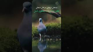 نشيد جميل جداً ♥😍من سحاب حقوق صدوق جفول #♥ينبض_بحب_الله