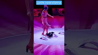 Дрессированные  таксы,дрессировка собак Фокусник,цирк, фокус, жонгле́р, ловкость