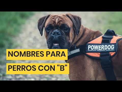 NOMBRES para PERROS CON LA LETRA B ✅ PARA HEMBRAS Y MACHOS