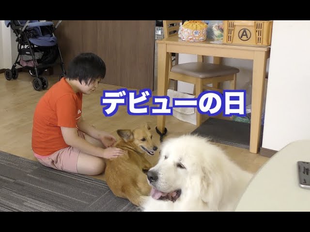 セラピードッグ コロ太デビュー MIX犬 グレートピレニーズ