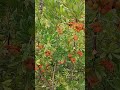 Сочи. Адлер. Мандарины, Фейхоа, Хурма, Лимон, Клубничное дерево. 12 октября 2025 г.