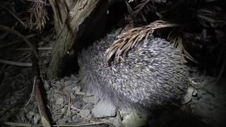 (HD) English Hedgehog