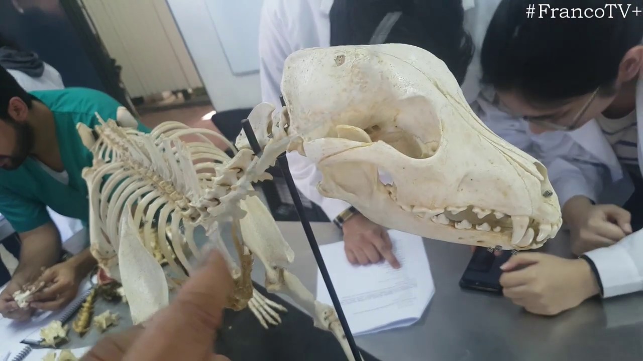 Anatomía - Osteología Perro