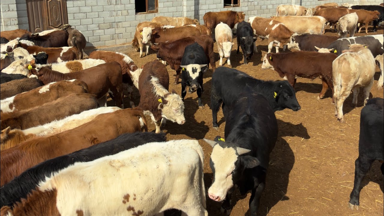 БЕРУНИЙГА ПАРОДНЫЙ МОЛЛАР КЕЛДИ 4 МАРТ 2026