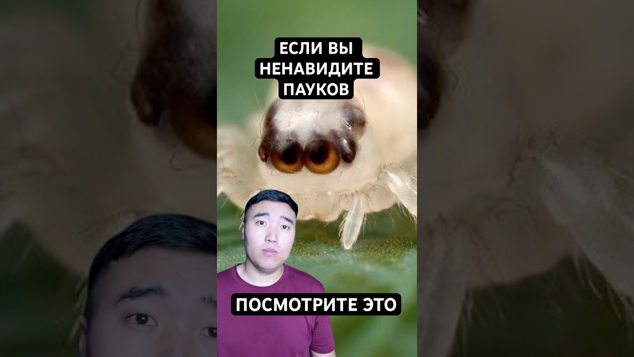 Почему Пауки Милее, Чем Вы Думаете — Transcript