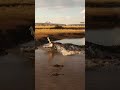 The Moment the Log Bridge Came to Life.