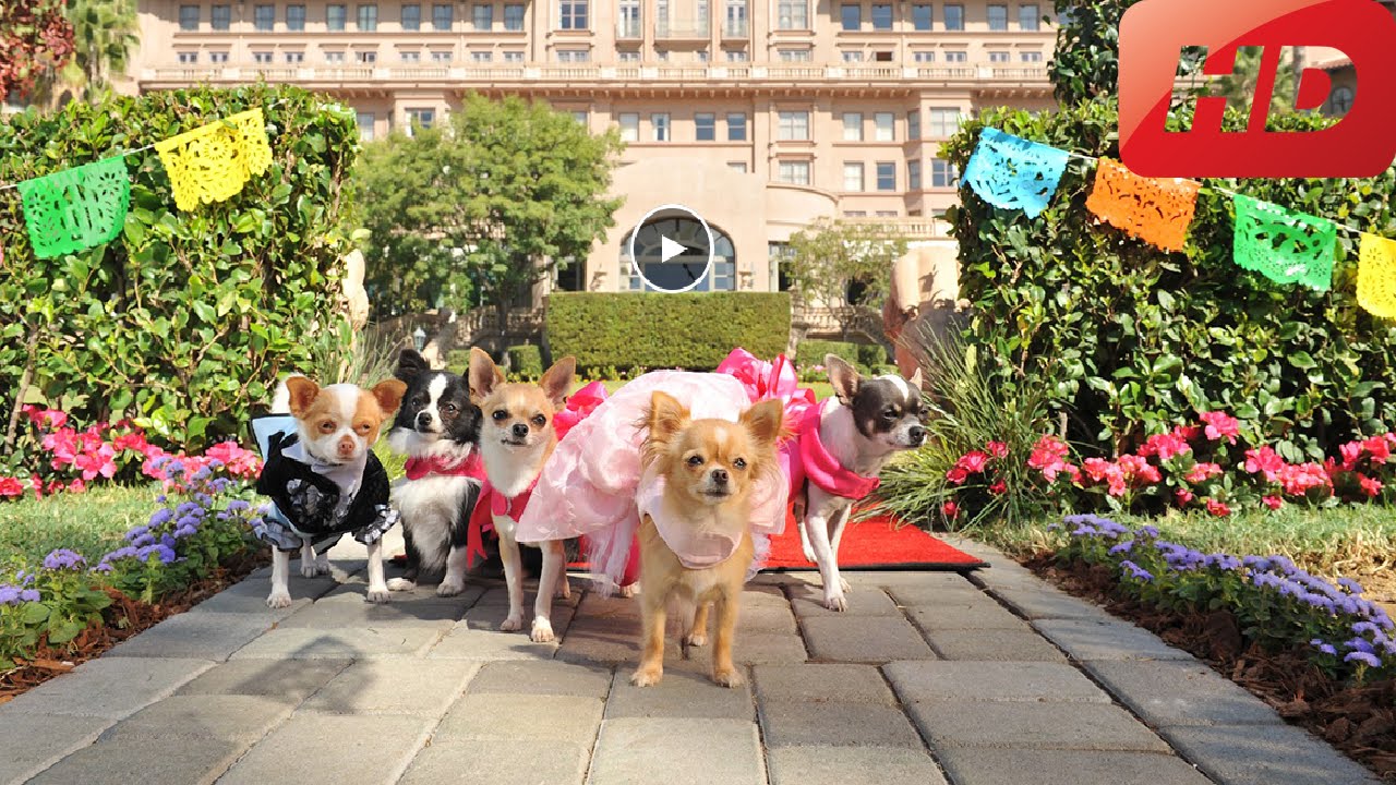 The Beverly Hills Chihuahua 2 - Beverly Hills Chihuahua 2 - 2011