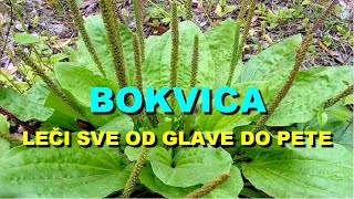 BOKVICA - LE?I SVE Od GLAVE Do PETE