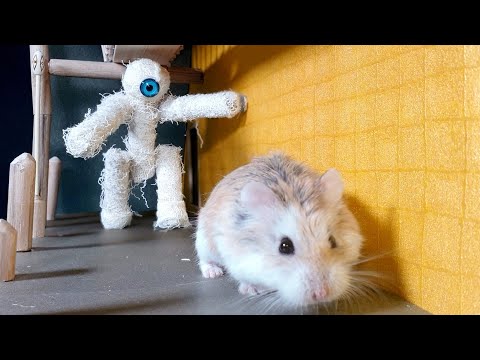 major-hamster-vs-mummy---pyramid-treasure-hunt
