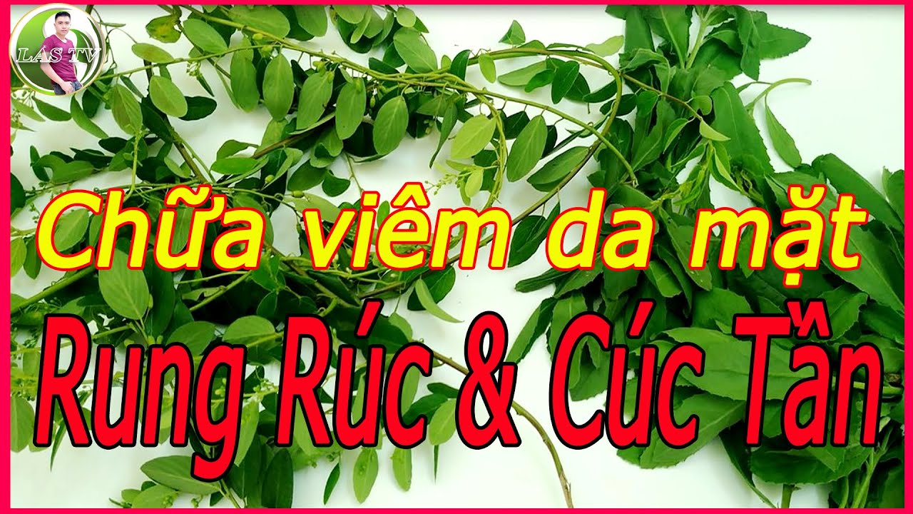 Chữa viêm da mặt từ cây rung rúc và cúc tần|LAS TV - YouTube