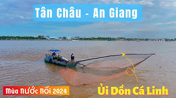 Toàn cảnh Ủi dồn bắt Cá Linh mùa Nước Nổi tại Sông Tiền Thị Xã Tân Châu An Giang 2024.