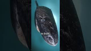 oldest shark ever
