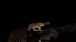 💥一只想要打车的东北虎！An Amur Tiger Looking For A Taxi #Animal 【跟着图尔去旅行】