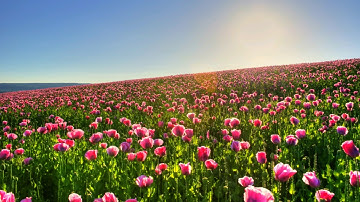 إيه الكرسي الله لآ آله ألا هو الحي القيوم / تلاوة نادرة خاشعة للقارئ الشيخ عبد الباسط عبد الصمد