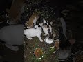 hungry street cats #eating #food #night #duty #help #street #cats