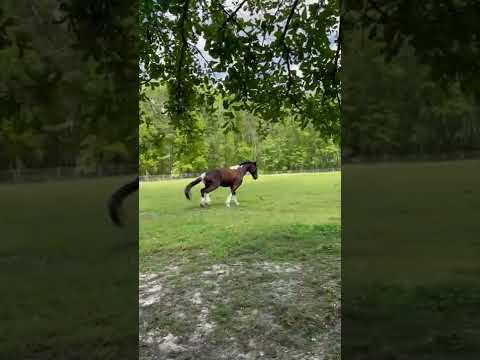 Scared Horse
