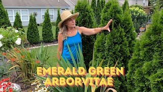 Emerald Green Arborvitae,Plant Of The Week