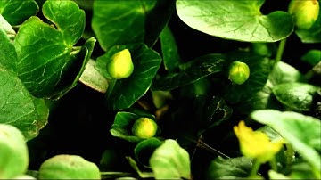 سورة النبأ - ادريس أبكر