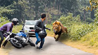 Terrifying Moments of Wild Animals Roaming The Streets!