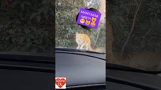 BABAMIN KEDİYLE YAŞADIĞI KOMİK ANLAR#cat #komedi #shortvideo#reels #fyp#keşfet