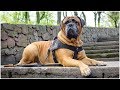 Nylon Dog Harness for Pulling, Tracking and Training Nylon Dog Harness for Pulling, Tracking and Training