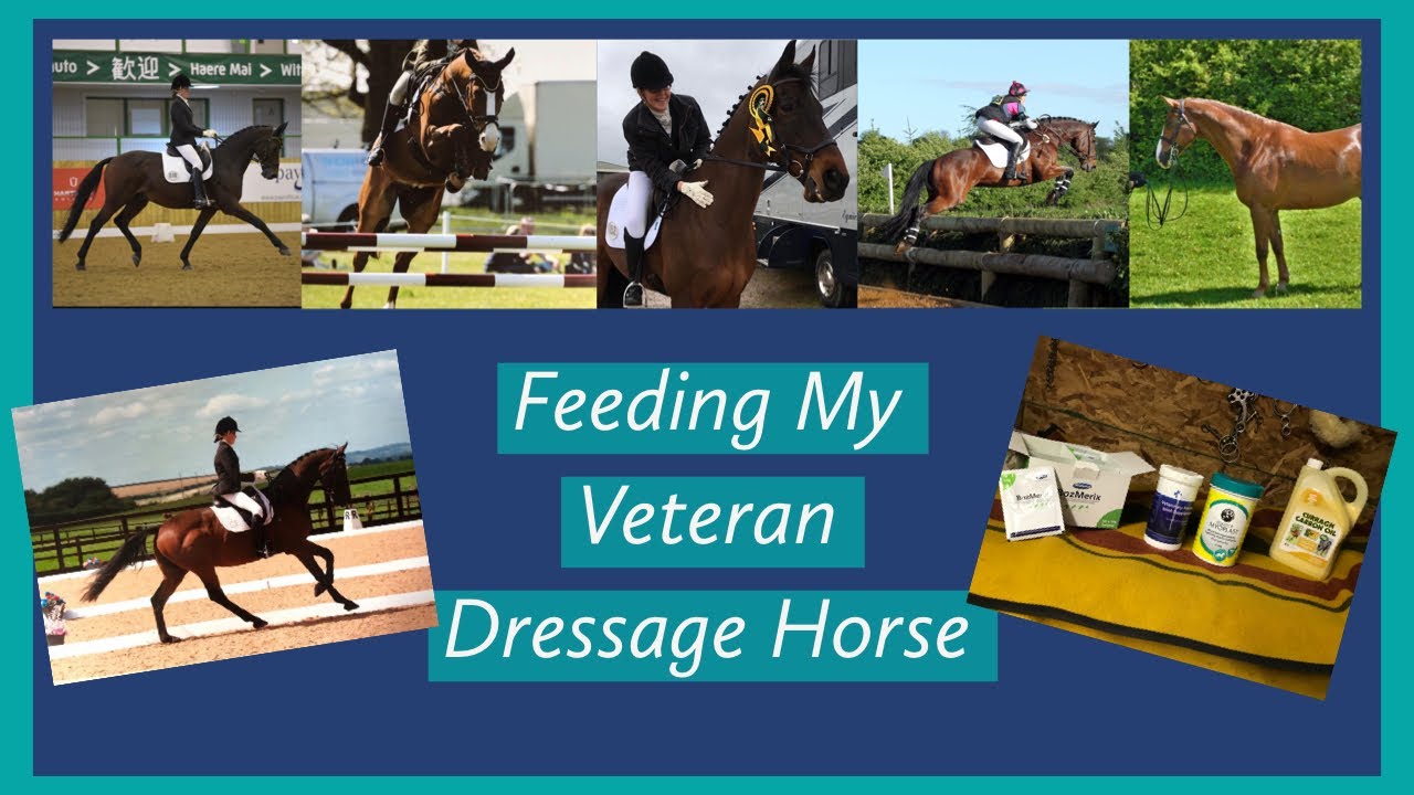 Feeding My Veteran Dressage Horse Horse Feed & Supplements YouTube