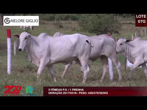 LOTE 07G