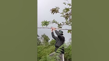 mikat Serindit ll proses pemasangan pulut jejak