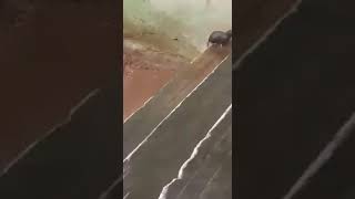 Rat Save Life