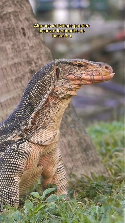 5 Curiosidades sobre El Dragón de Komodo! #animals #short - YouTube
