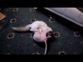 Ragdoll and sphynx cat fight gru  blu