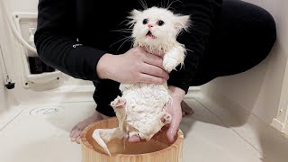 First Bath For Kitten And Its Loud Meow by サウナ猫しきじ 30,363 views 3 months ago 13 minutes, 10 seconds