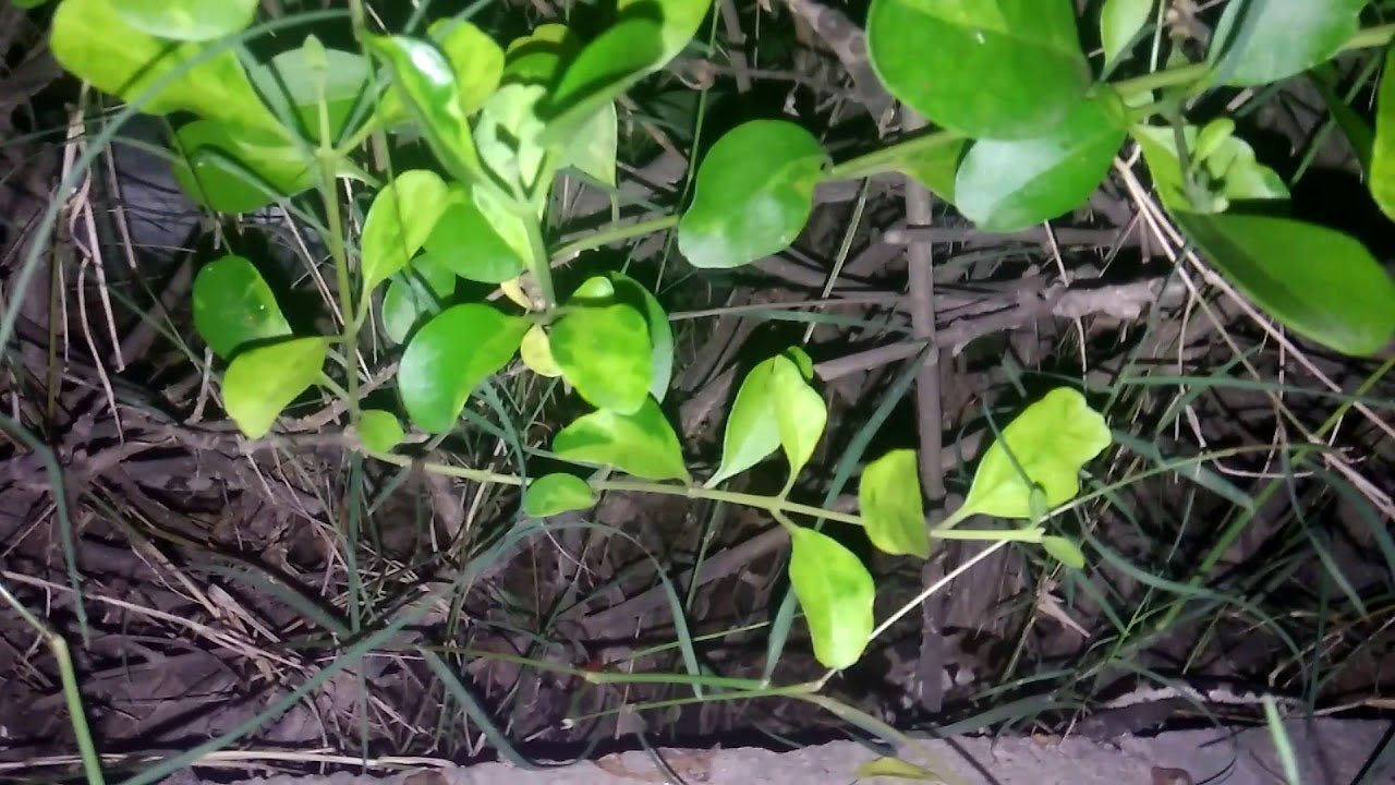 atm near me small python in hall 8 IIT KANPUR 1