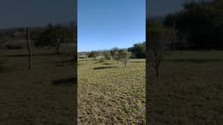 Lotes Los Alelíes y Los Algarrobos