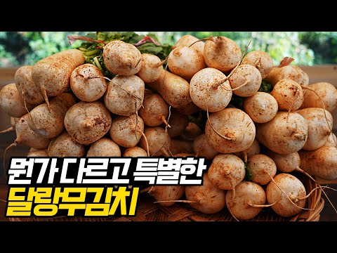 세상에서 제일 특별하고 쉬운 손질법🤭 달랑무김치 이렇게 쉬운데 안담그면 반칙😇