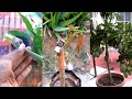 How To Propagate Mango From Cutting