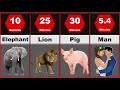 Comparison: Sex Duration | Animals Sex Duration | Longest Mating Animals