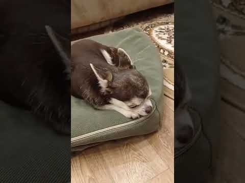 Как вылечить насморк у собаки в домашних условиях