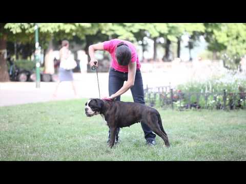 Video: Kartáčování A Péče O Srst: Průvodce Pro štěňata (a Psy)