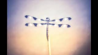 Twelve Spotted Skimmer Photo 11 Twelve Spotted Skimmer Photo 11