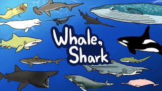 Whale & Shark What Kind Of Whales And Sharks Lives Under The Sea? Kids Draw