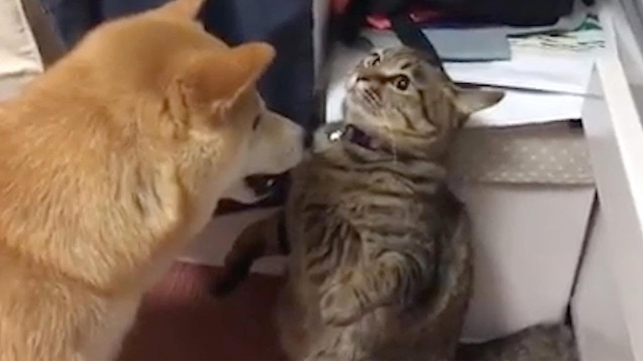 Grumpy Cat Fights Off Dog - YouTube