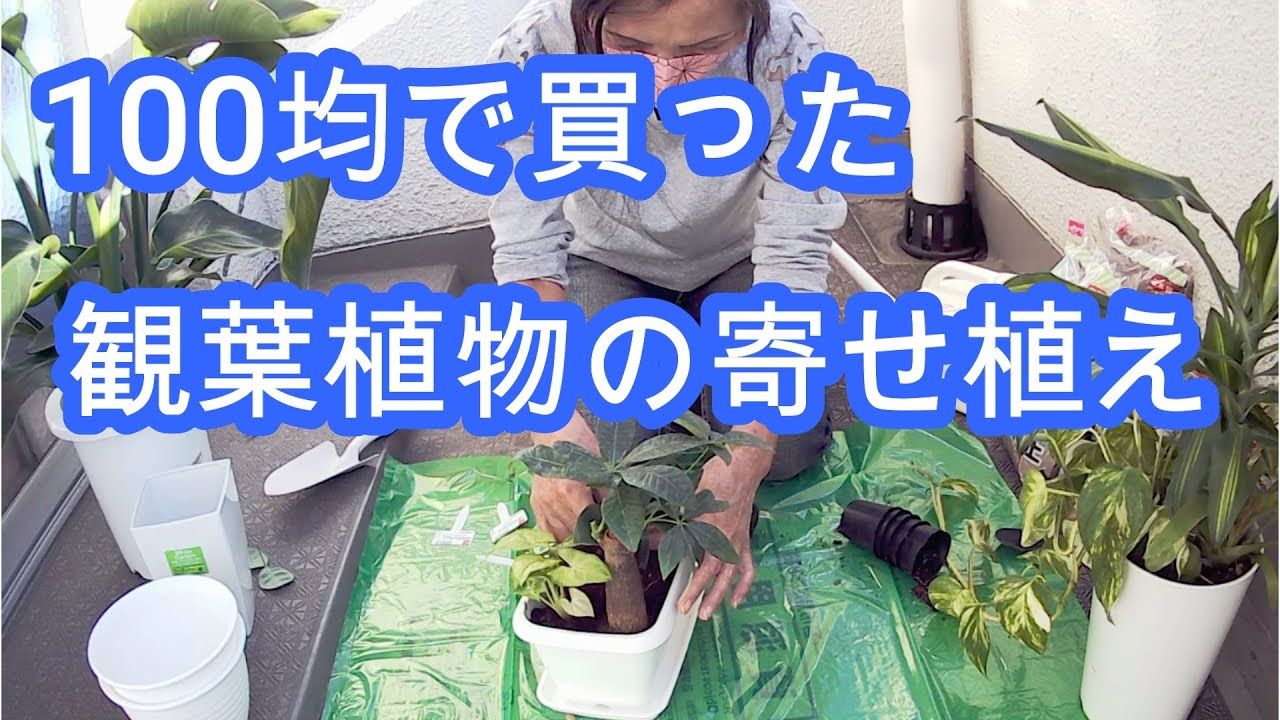 ダイソーで買った観葉植物を寄せ植えして楽しむ６１歳ひとりの休日 Youtube